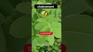 #chakramard #dravyaguna #bams #shorts #ytshorts