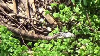Tiger Snakes - Fleeting Male Combat
