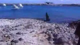Galapagos Sea Lion Birth