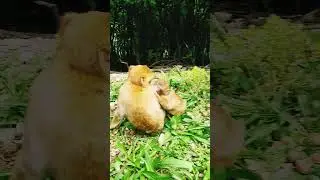Monkey! ❤🙌🏽☀️ Affenwald Strau&szlig;berg!