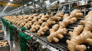 Inside a Modern Ginger Factory: From Raw Ginger to Organic Ginger Oil (Full Process)