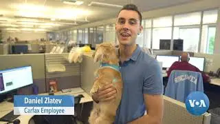 Want a Happy Workplace? Add Dogs!