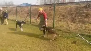 Renzo III: a závěrečné kousání - rukáv na Boršově 2015,03,01