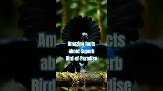 Amazing Facts About 🐦 Superb Bird-of-Paradise |#wildlife #animals #animalknowledge #viral #shorts