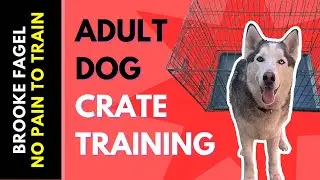 Crate Training - Adult Dogs