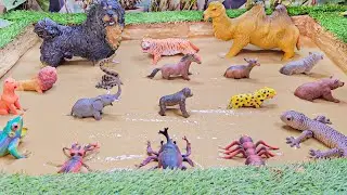 Learning Fun Facts About Muddy Safari & Desert Animals and Insects in Sandbox