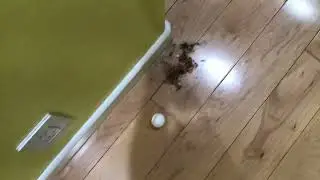 When a floor inspector comes to our house
