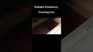Fruits strawberry cleaning freezing line #fruits #strawberry #freezing #freezer