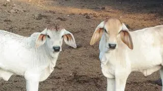 cow is tha best is live! JAY GAY MATA ❤️🐄