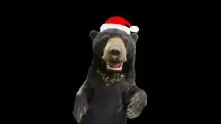 Berry Christmas From Bornean Sun Bear Conservation Centre | BSBCC