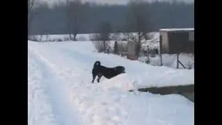 Appenzeller sennenhund