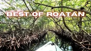 Mangroves and coast of Roatan - Boat tour - Best Things to do in Roatan... Part #02