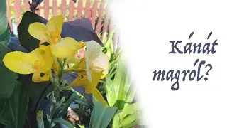 Ep. 84.: Kánát magról?