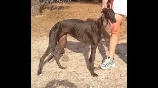 LA ALIMENTACIÓN DEL GALGO DE CAMPO.