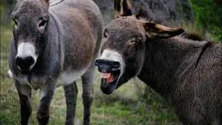 Donkey Bray Sound Effect | Non Copyright Music