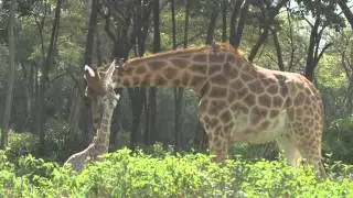 Baby giraffe born at Giraffe Manor