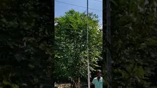 Casia Fistula/Specimen Trees / Largest Trees by Pansare Nursery