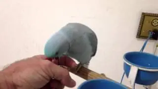 Último vídeo do nosso mascotinho