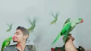 How To Train Your Parrot To Fly And Come Back | Tote Ko Train Karne Ka Tarika | RGD Ahsan Niaz
