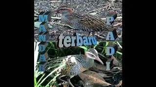 buff bandad rael/mandar padi mp3