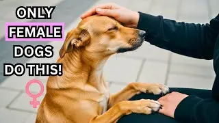 Only Female Dogs Do This&hellip; The Reason Will TOUCH Your Heart