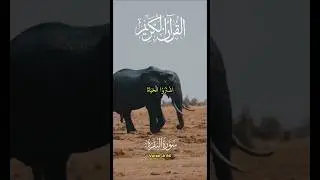 Listen to Quran Before Sleeping 🌙 | Calm & Soothing Recitation #QuranShorts