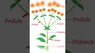 Pedicle Peduncle Petiole chap 8th Inflorescence#biology