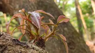 Mobile Videograpy/Cinematic video of spring(beauty of nature)camera videography 🌹