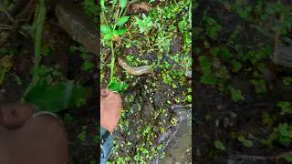 canal se hahain milgaya colouring snakehead fish🐟😍(738) hindi fishing video #villagefishing