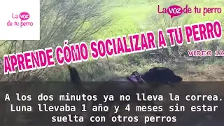 Cómo socializar a mi perro con otros (8 Abril 2017)