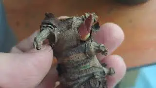 Olha que incrível (o milagre da natureza )