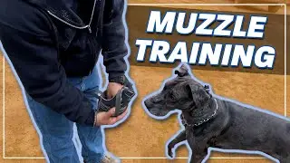 Dog Muzzle Training | Make the Muzzle FUN For Your Dog