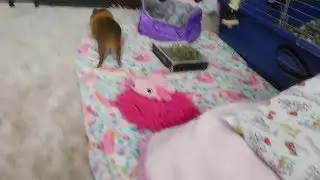 POPCORNING PIGGY PALOOZA!