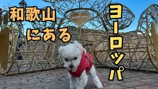 【お出かけ】ランタン祭り前に、ヨーロッパの街並みを散策【マルチーズ】