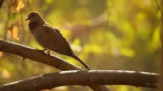 Laughing dove #birds #reels #wildlife #viral #nature #funnyclips #dove #india #best #video #new #top