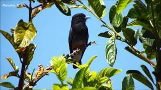 Aves do Brasil: Urubuzinho se alimentado - Swallow-winged Puffbird