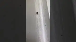 Male Zebra Jumping Spider (Salticus scenicus)