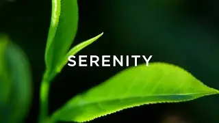 ASMR Portal: Visit Our Tea Gardens