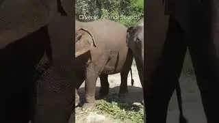 Diverses Animal Sounds #shorts #animalsounds