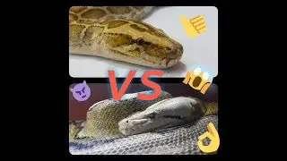 PIT&Oacute;N BURMES VS PIT&Oacute;N RETICULADO