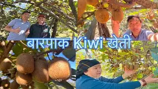 Kiwi fruit farming in village barpak  बारपाक उत्कृष्ट Kiwi खेती 
