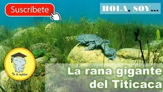 La Rana Gigante del Titicaca