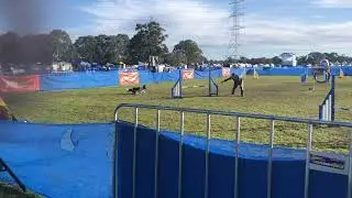 Shadow Novice Jumping 500 Heat 3 Australian Agility Nationals 2024
