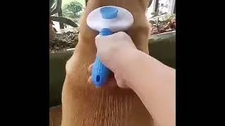 Cepillo deslizante de limpieza autom&aacute;tica para perros y gatos #gatos #perros #mascotas #cepillo