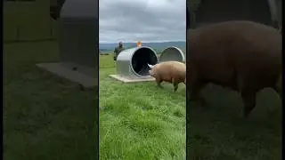 😳 Full-Size Pig Goes In&hellip; Plush Pigs Come Pouring Out 🤯🐖