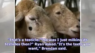 Coach Trip bestiality storm as contestant 'milks' ram's penis