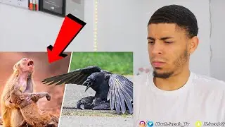 The Way Animals Say Goodbye To the Dead! (REACTION)
