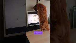 🐤👍 #кошка #виртуальнаяреальность #птицы #bird #кот #cat #birdwatching #birdslover #shorts #cutecat