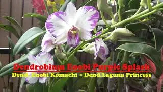 Anggrek Dendrobium Enobi Purple Splash