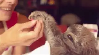 Baby sloth cute  funny moments💖✨